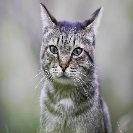 Saint-laurent Pool Retreat *