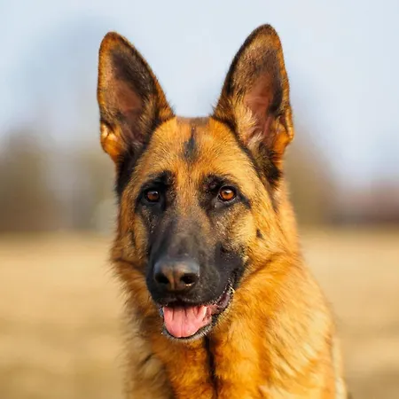 Saint-laurent Pool Retreat Σπίτι διακοπών La Chapelle-Themer
