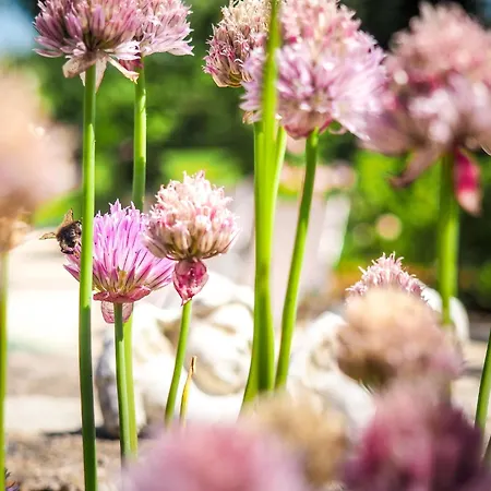 Saint-laurent Pool Retreat בית נופש *