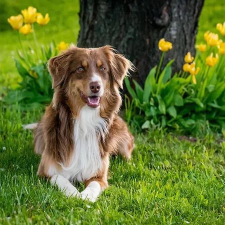 בית נופש Saint-laurent Pool Retreat *