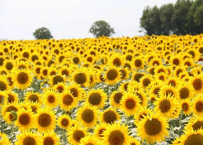 Saint-laurent Pool Retreat La Chapelle-Themer