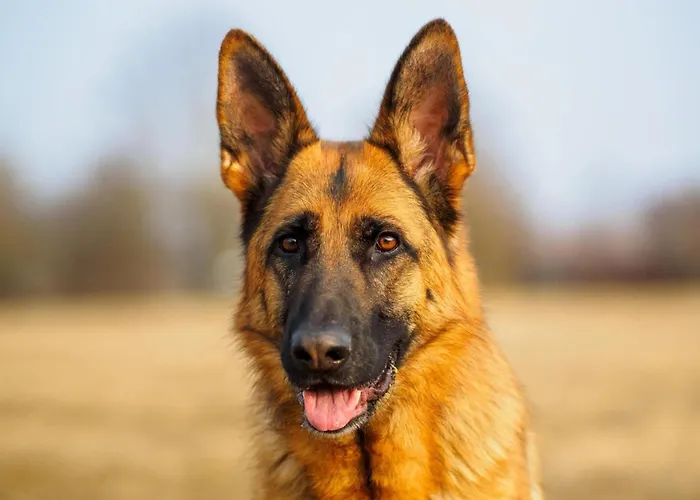 Saint-laurent Pool Retreat 펜션 La Chapelle-Themer