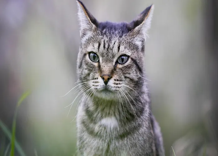 Saint-laurent Pool Retreat La Chapelle-Themer